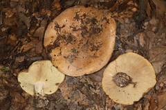 Leucopaxillus tricolor