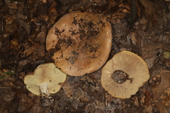 Leucopaxillus tricolor