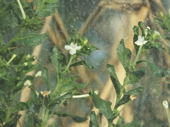 Nicotiana benthamiana