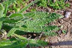 Helminthotheca echioides