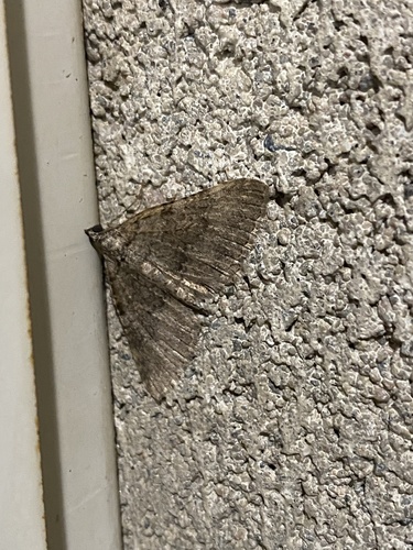 iNaturalist observation photo of Geometer Moths