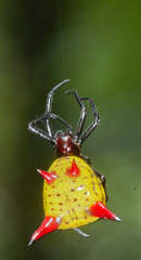 Micrathena striata