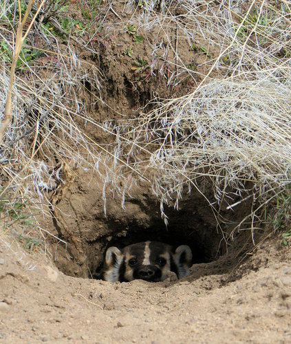 American Badger photographed in Oregon