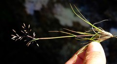 Pentameris setifolia