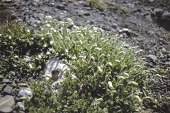 Silene chilensis