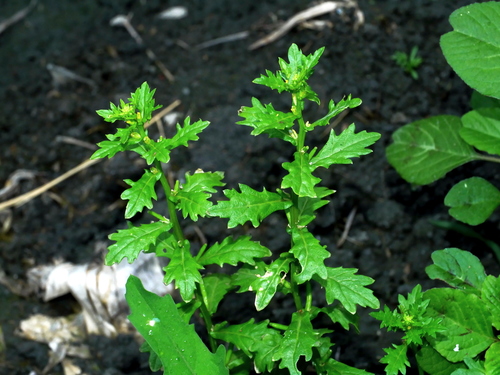 Image of Rorippa cantoniensis by (c) Jacy Chen, some rights reserved (CC BY)