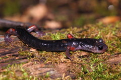 Plethodon shermani
