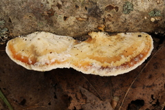 Skeletocutis semipileata