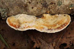 Skeletocutis semipileata