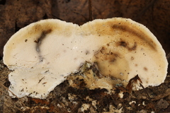 Skeletocutis semipileata