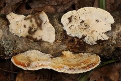 Skeletocutis semipileata