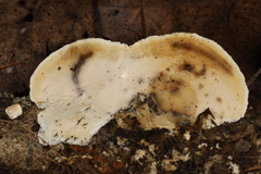 Skeletocutis semipileata