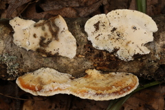 Skeletocutis semipileata