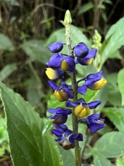 Monnina tenuifolia