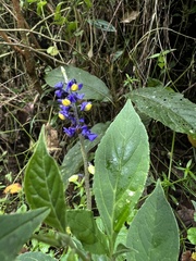 Monnina tenuifolia