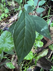 Monnina tenuifolia