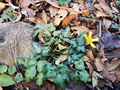 Ranunculus sierrae-orientalis