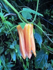 Nasa campaniflora