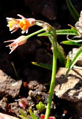 Tulbaghia montana