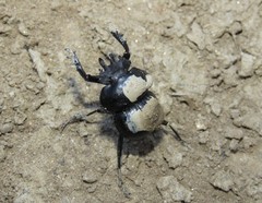 Anomiopsoides
