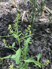 Rorippa sessiliflora
