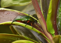 Macraspis pseudochrysis
