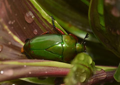 Macraspis pseudochrysis