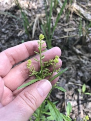 Rorippa sessiliflora