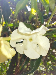 Brunfelsia