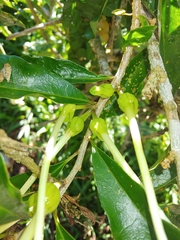 Brunfelsia