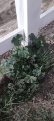 Malva parviflora