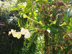 Brunfelsia