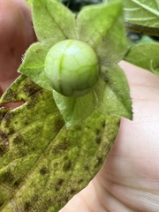 Jaltomata viridiflora