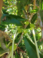 Brunfelsia