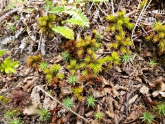 Dendroligotrichum