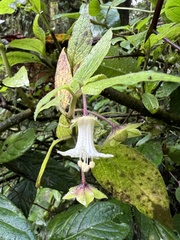 Jaltomata viridiflora