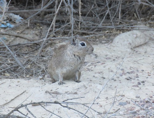 Microcavia maenas