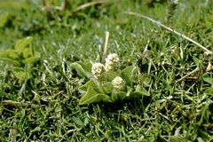 Valeriana macrorhiza