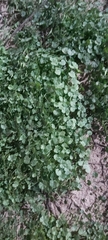 Malva parviflora