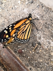 Danaus plexippus