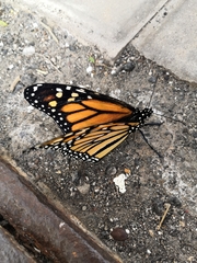 Danaus plexippus