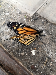 Danaus plexippus