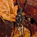 African Wafer-lid Trapdoor Spider - Photo (c) i_c_riddell, some rights reserved (CC BY), uploaded by i_c_riddell