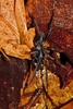 African Wafer-lid Trapdoor Spider - Photo (c) i_c_riddell, some rights reserved (CC BY), uploaded by i_c_riddell