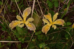 Iris innominata