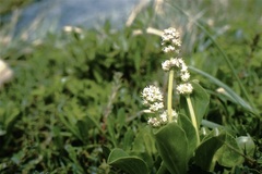 Valeriana macrorhiza
