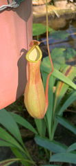 Nepenthes khasiana