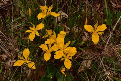 Iris innominata