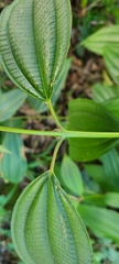 Miconia laevigata