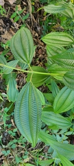 Miconia laevigata